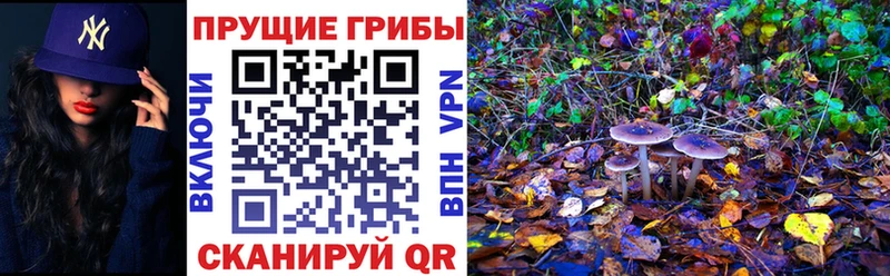 гидра ССЫЛКА  Богданович  Галлюциногенные грибы GOLDEN TEACHER 