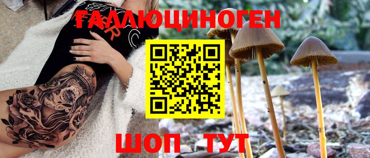 Псилоцибиновые грибы Psilocybine cubensis  Вход с VPN  Богданович 